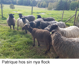Patrique 2021.jpg